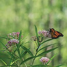 Image of Narrowleaf Milkweed and Monarch