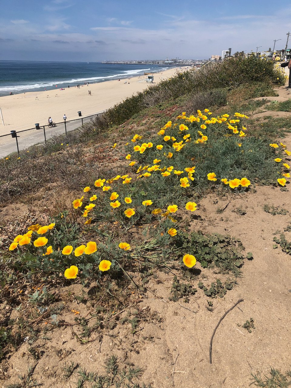 Poppies in bloom.jpeg