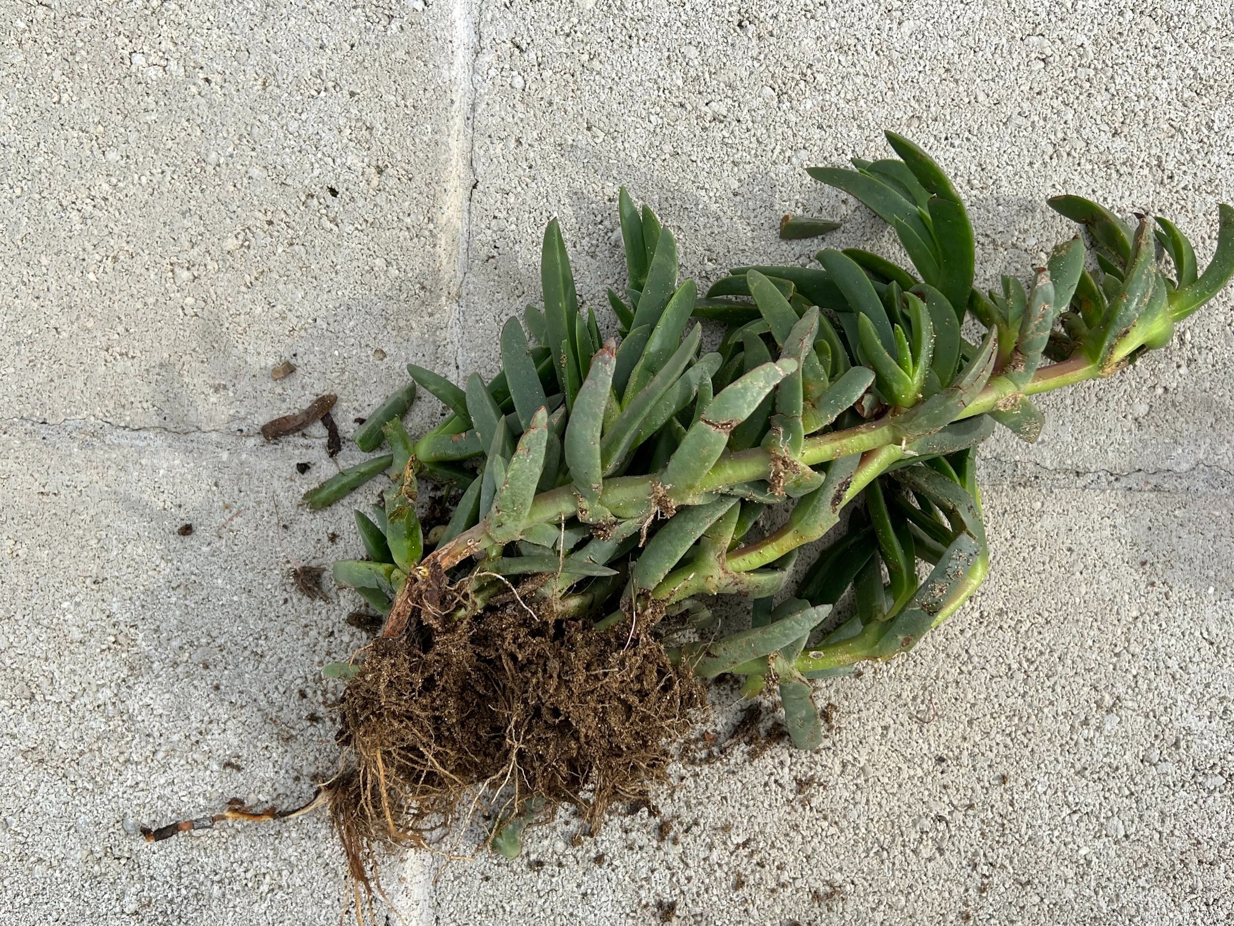 Ice plant root system