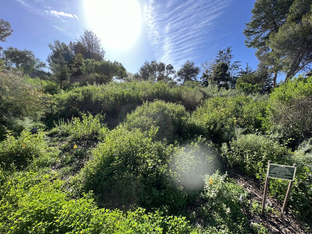 Diverse CA native habitat