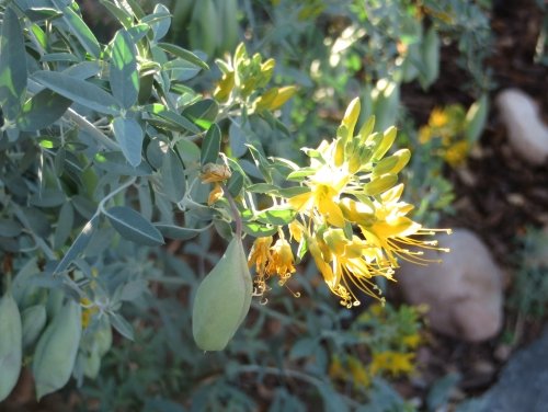 Bladderpod