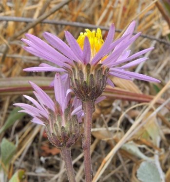 California Aster