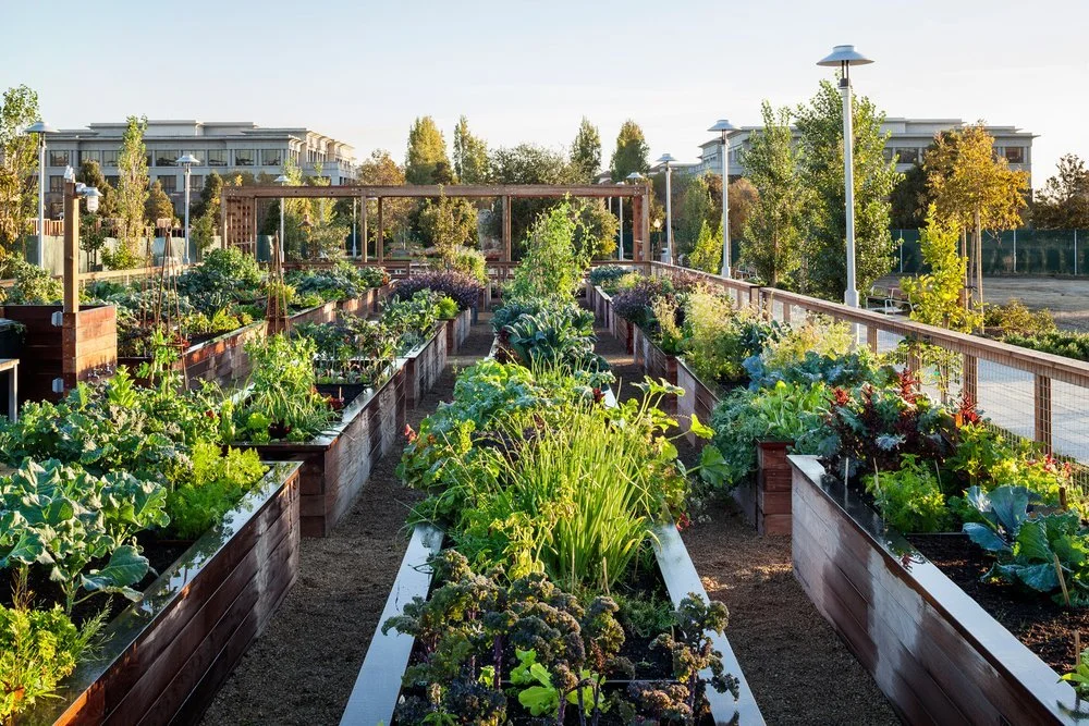 Image showcasing Redondo Beach Community Gardens — South Bay Parkland Conservancy