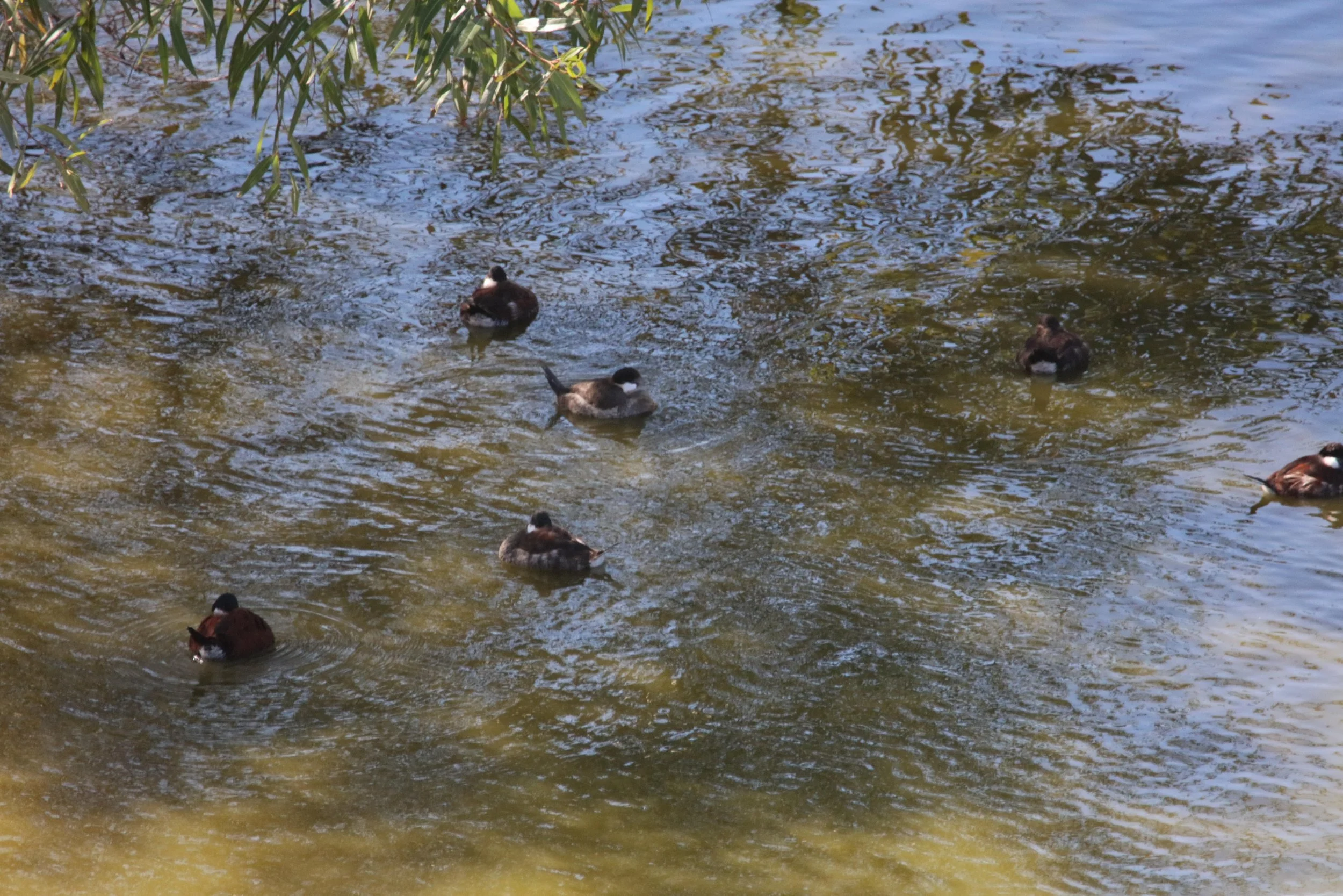 Ducks in the pond.jpg