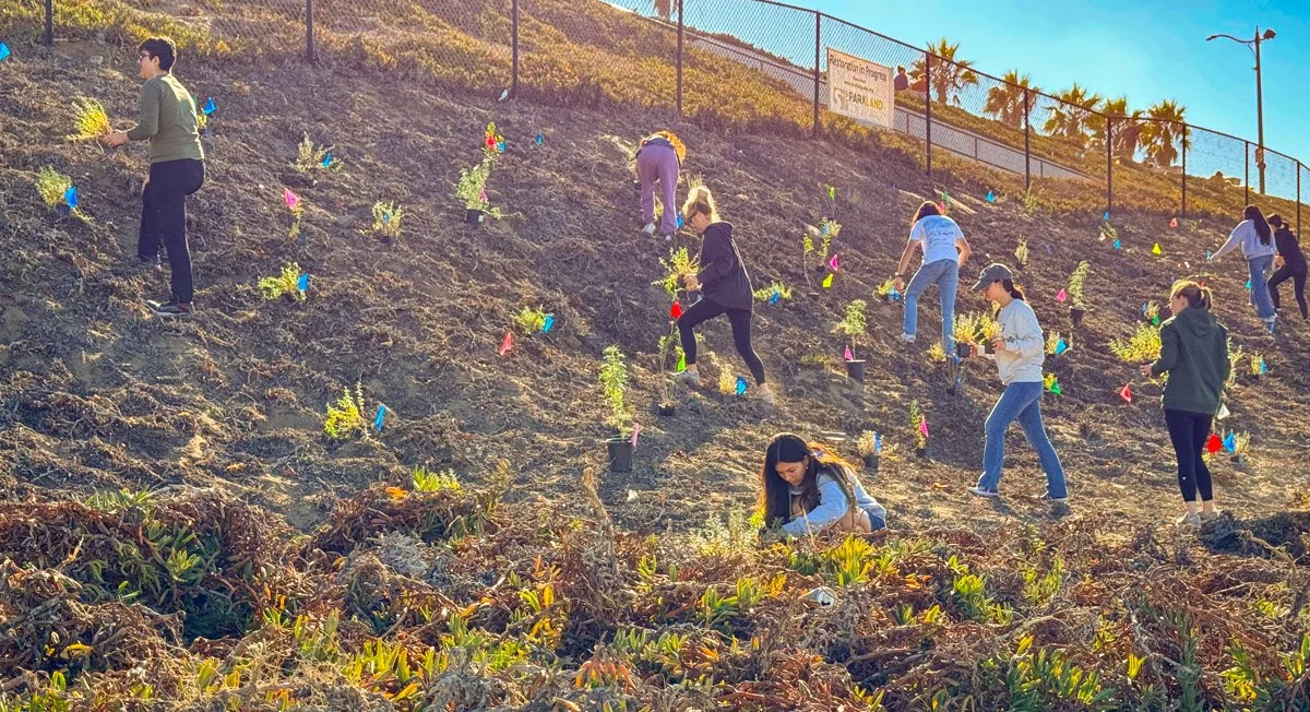 Esplanade planting (1).jpg