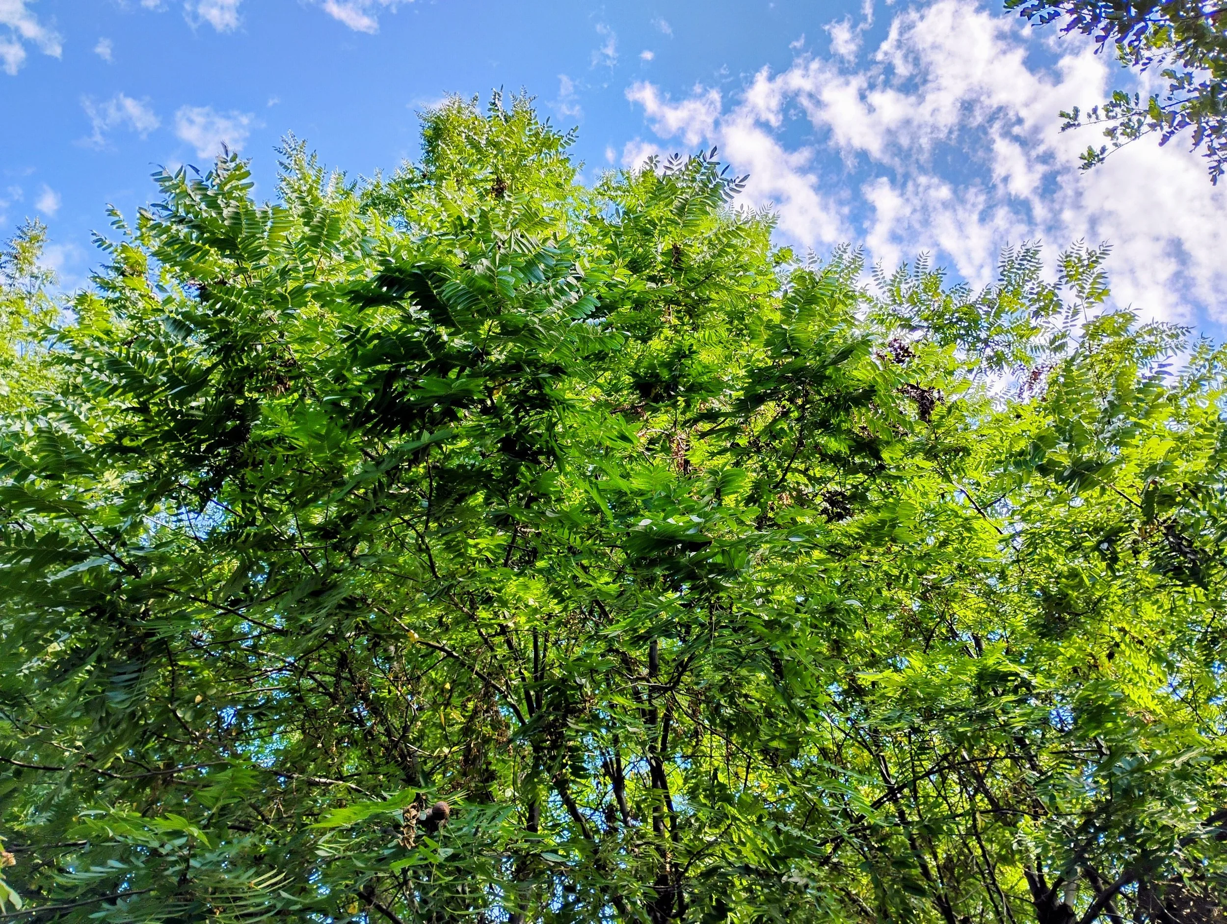 momma walnut Van Nuys 2025.jpg