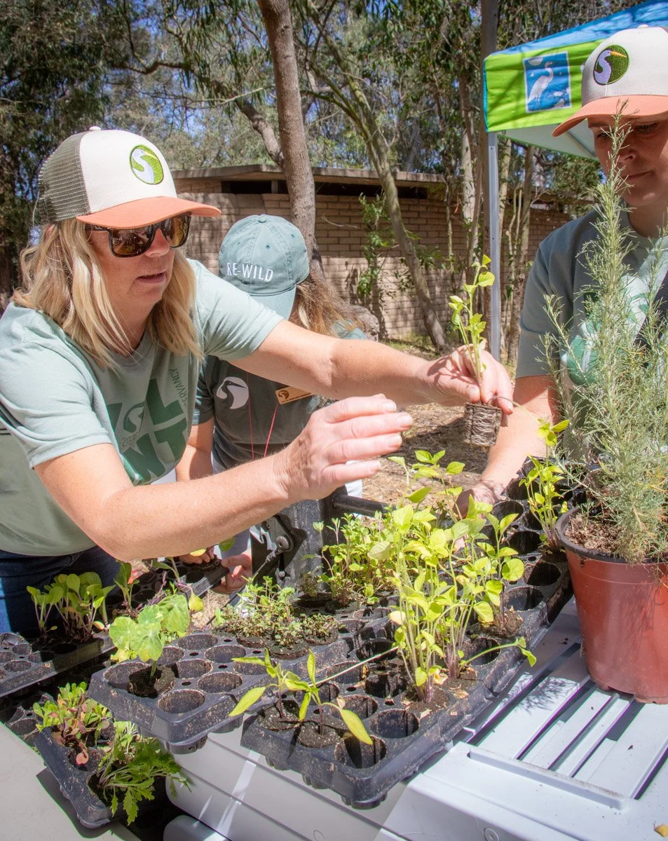 RBCG cerca plants 2026.jpg