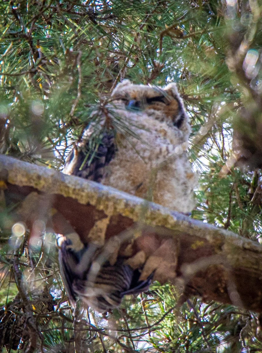 owl at earth day 2026.jpg