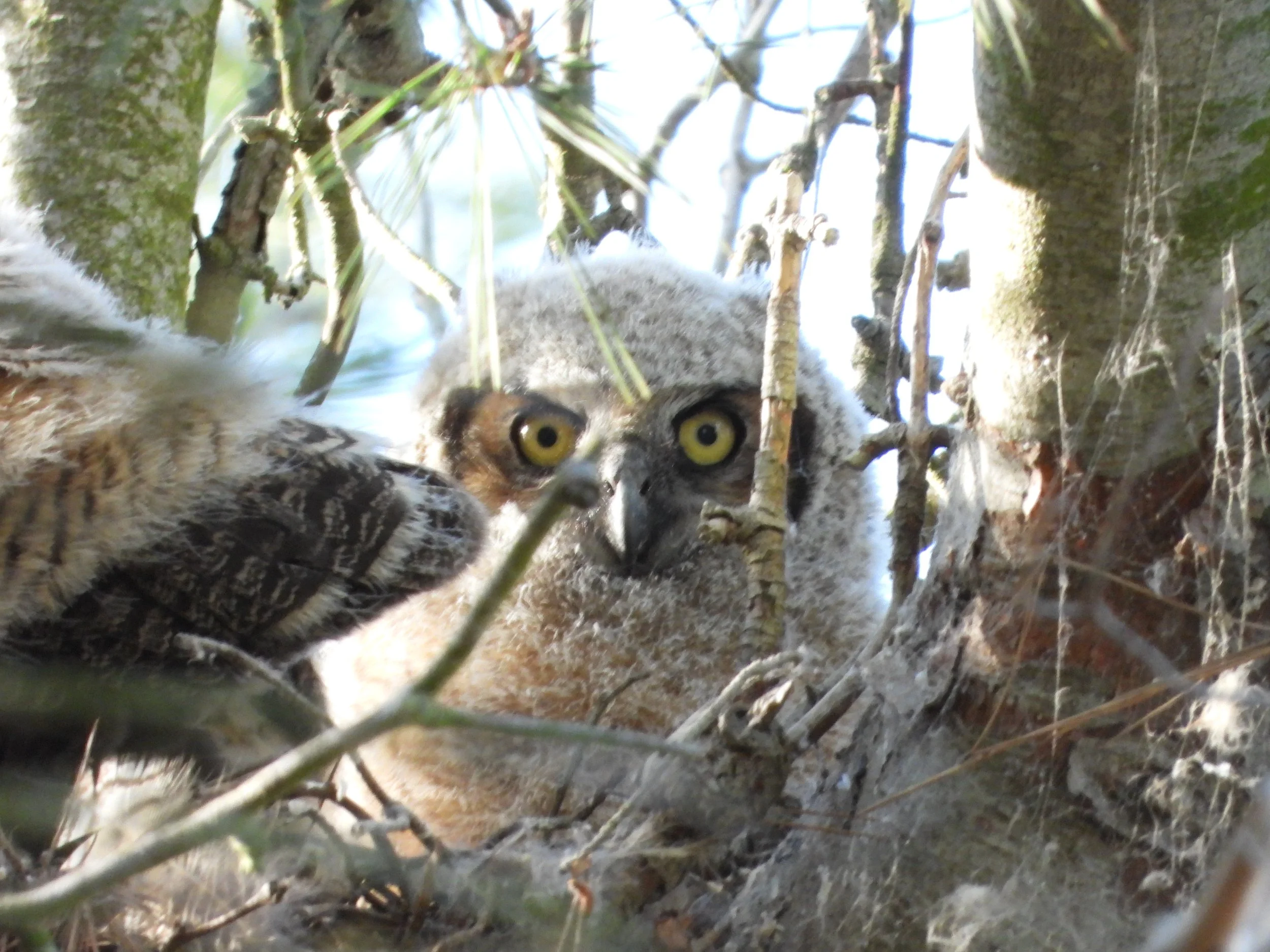 Baby owl.JPG