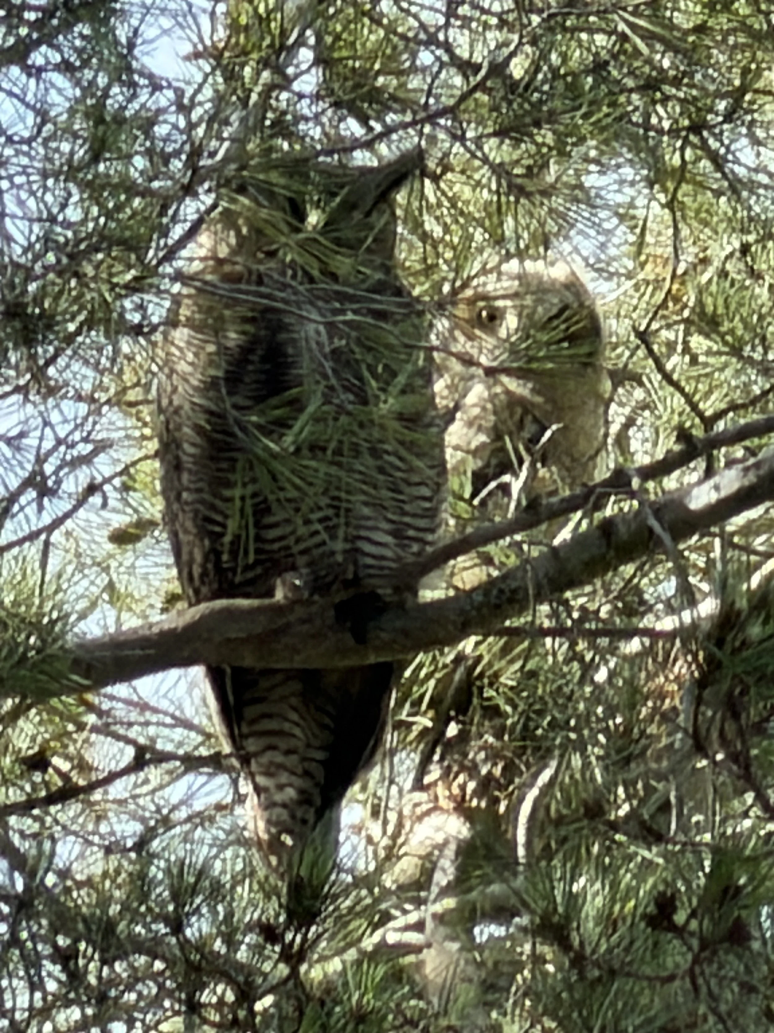 owls adult and child.jpeg