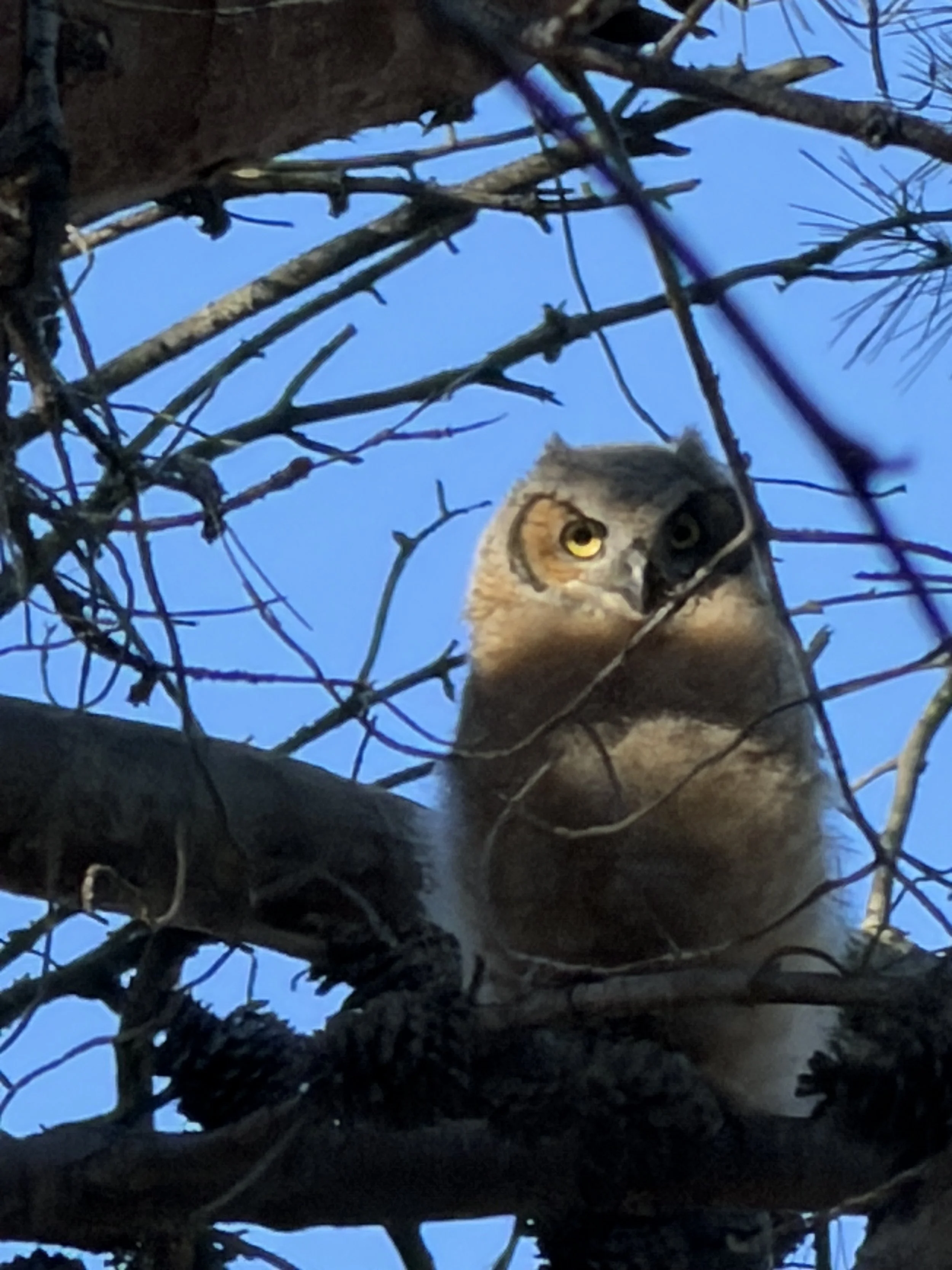 Owl blue sky main photo.jpeg