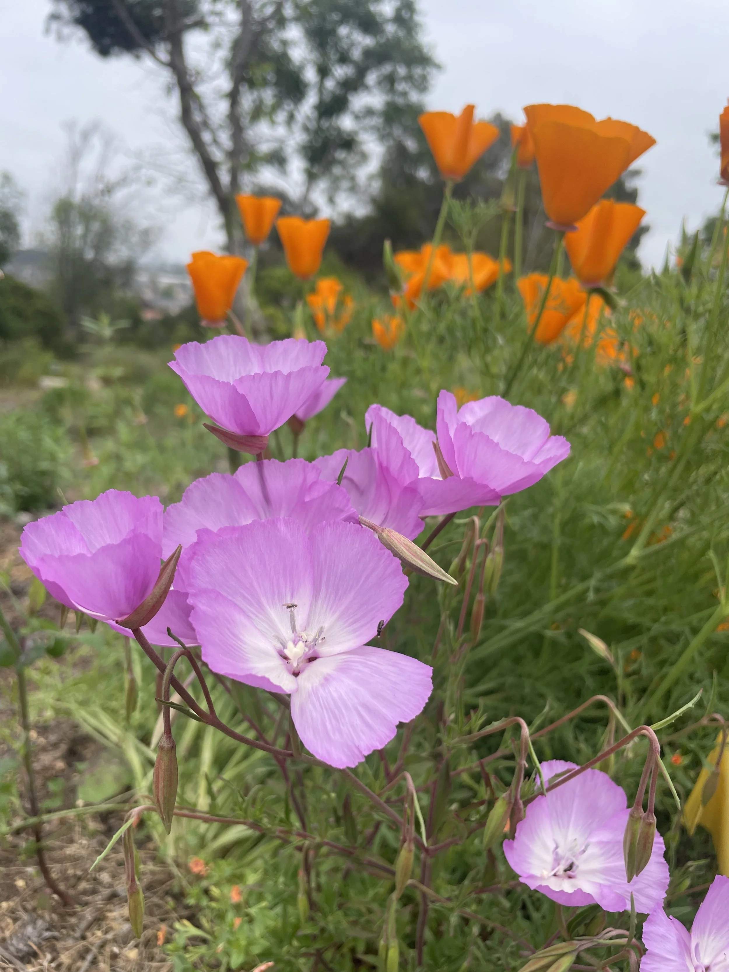 Hermosa blooms.JPG