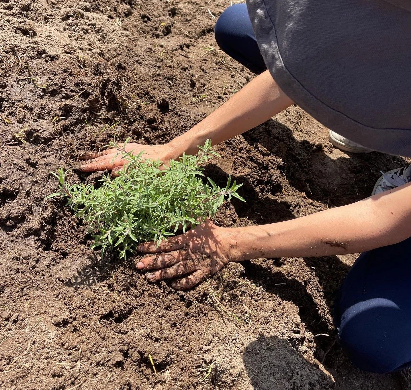 SBPC Planting hands.JPG