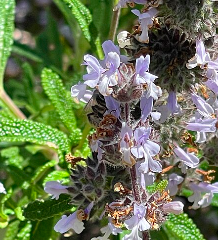 Black Sage.png