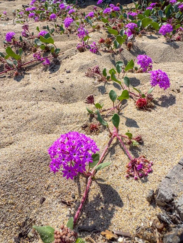 Verbena.jpg