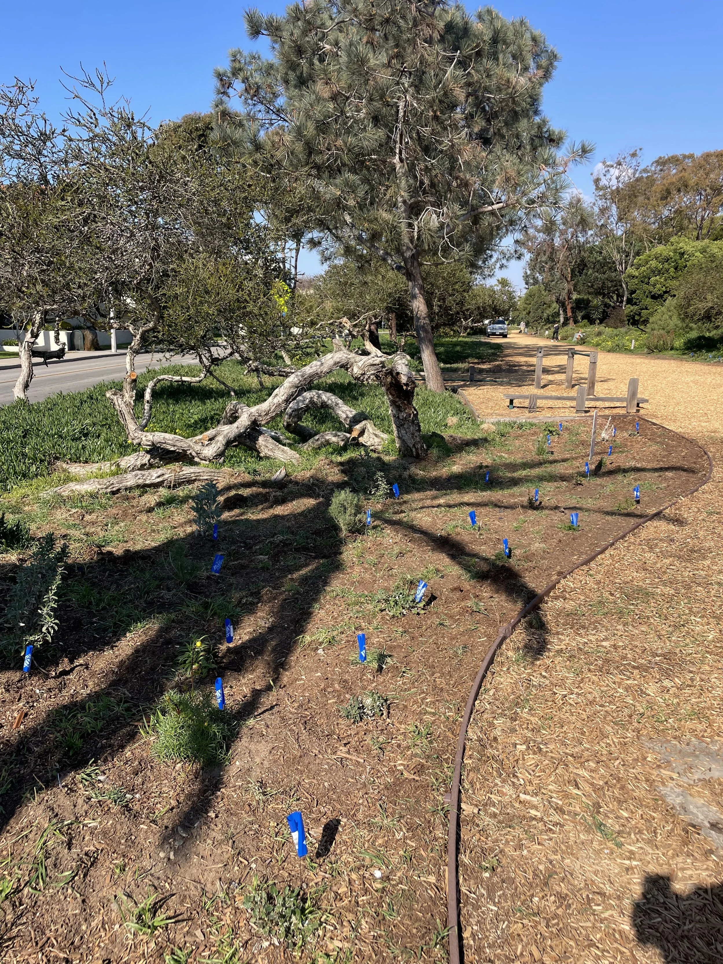 Mulch Greenbelt planting (1).JPG