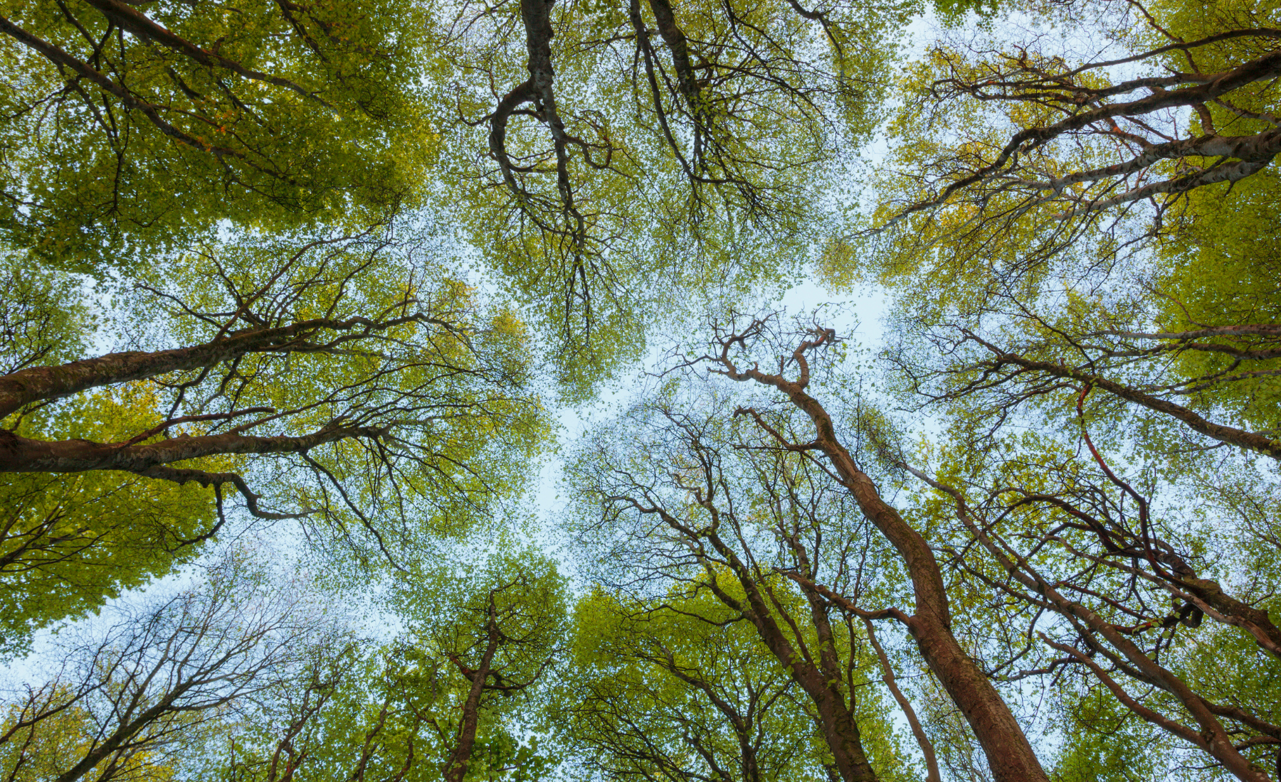 Citizens for Trees Banners copy.png