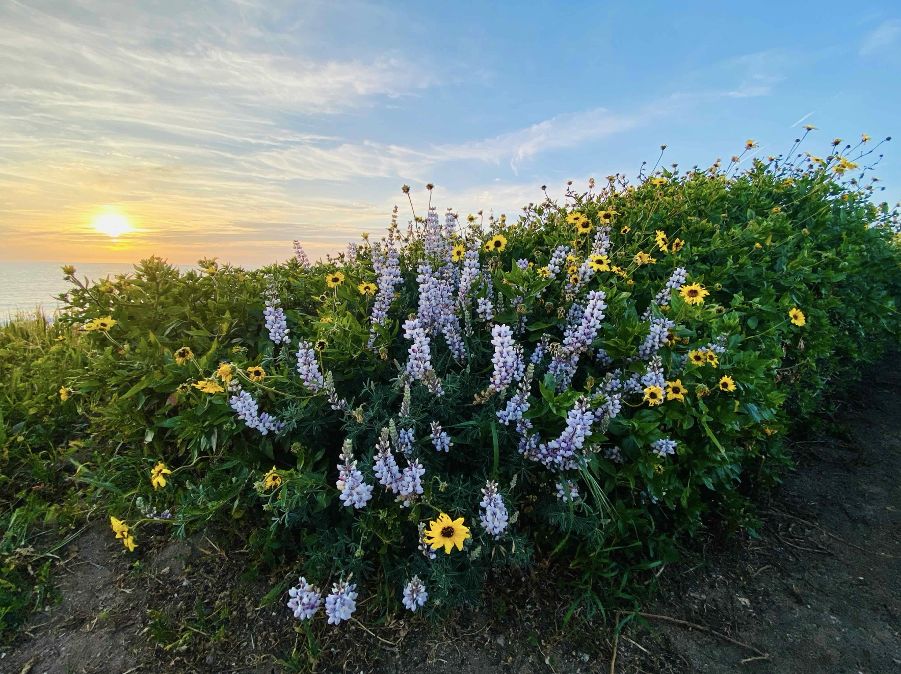 Esplanade at Sunset - Bush Sunflower & Longleaf Lupine.png