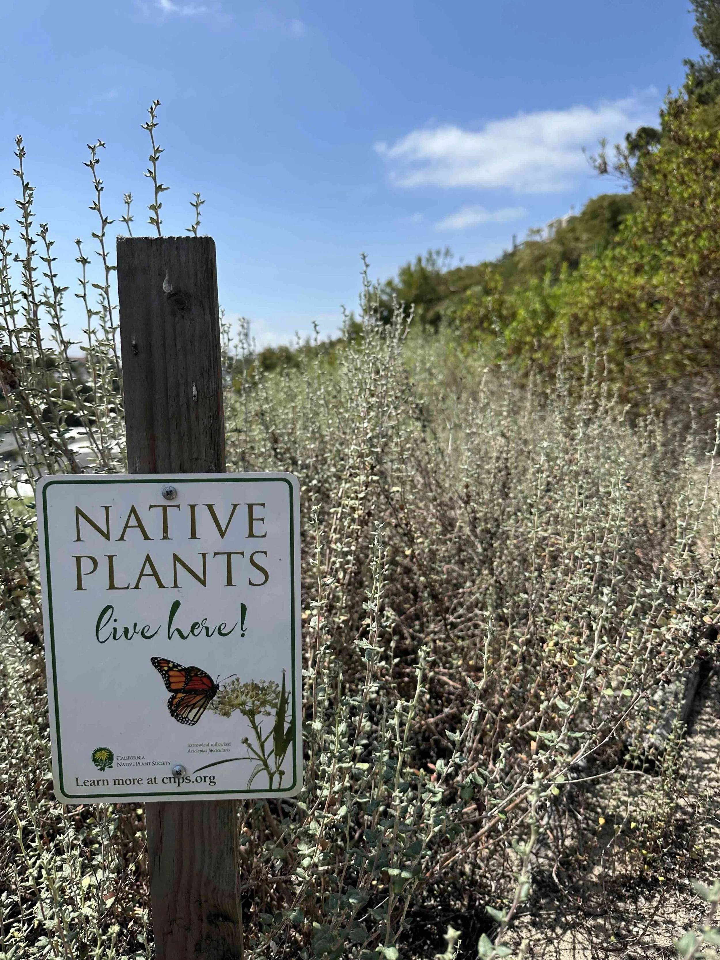 image of native plants