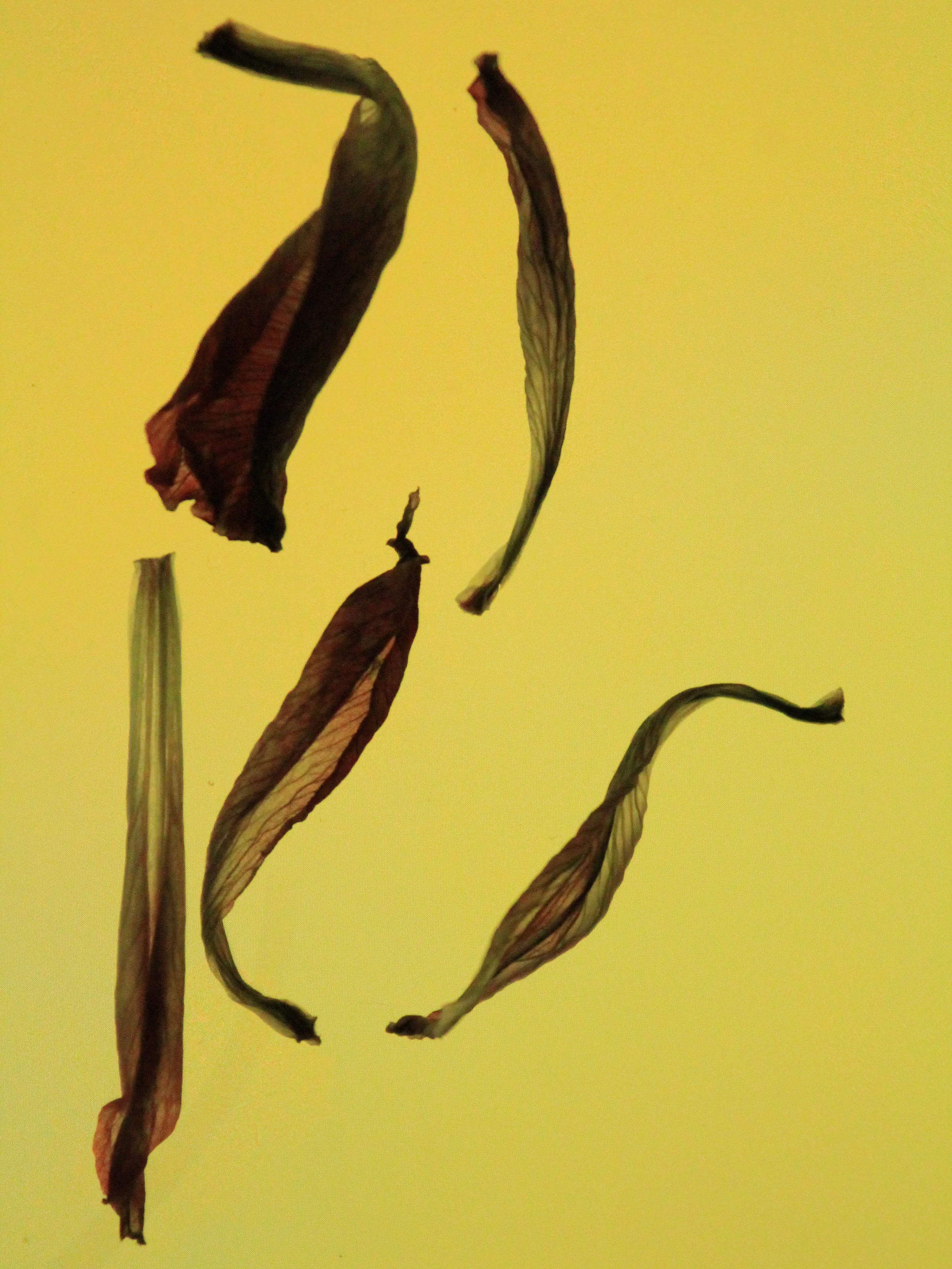 Flamingo Feathers Floating on Chicken Broth.jpg