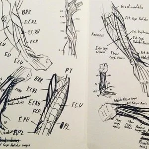 Artistic Anatomy 