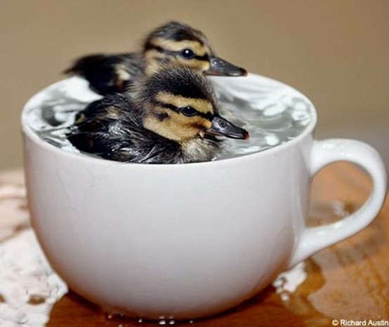  Teapots in a tea cup 