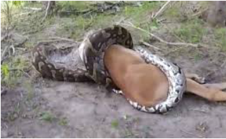 A Burmese Python eating a deer. They are wiping out the mammals in the Everglades