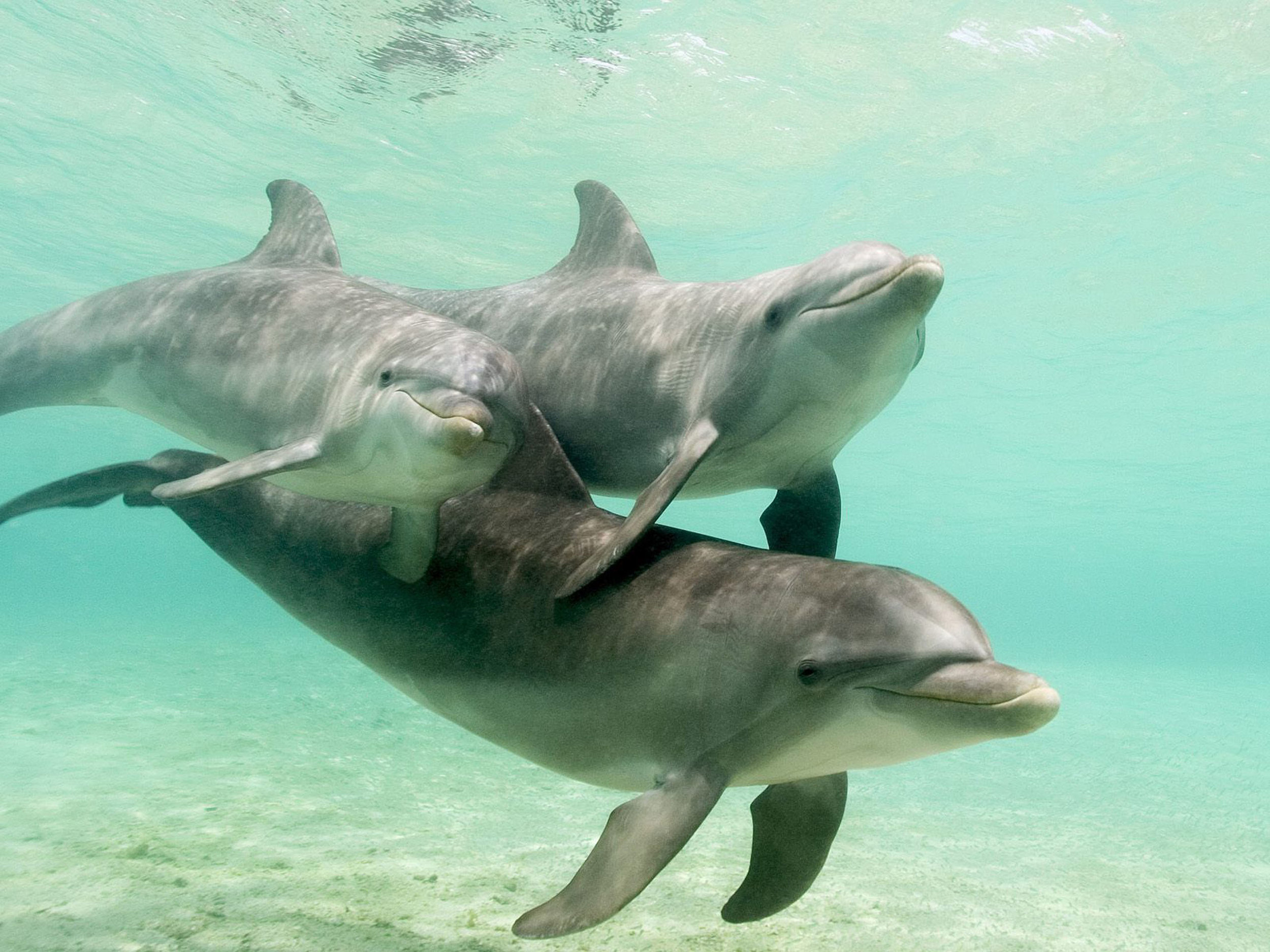 Живая природа дельфины. Дельфин-Афалина. Дельфин афалин Окинава. Дельфиновые семейства млекопитающих. Морские млекопитающие дельфины.