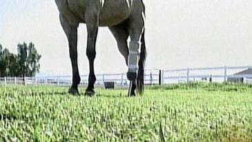 Can an adult horse survive after losing a leg?