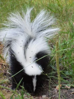 This is Sluggo, the six-inch-long baby skunk I found in my woodshed. He'd tried to eat a banana slug, which get all goopy when you touch them. He'd gotten slug slime in his nose, tried to wipe it off. His nose was completely plugged with dirt, leaves and pine needles. When I spotted him he was staggering around, gasping for air andmaking pitiful distress calls. Thankfully, he was so exhausted I was able to corner him, grab him by the scruff of the neck, hold his tail down with the heal of my hand, and pick his nose clean for him. I can't say he was particularly grateful. When I let him go, he pounded his little feet threateningly, but didn't bother to point the potent end at me. For the next couple of days I saw him returning to his home under my front deck, each time with a nice fresh banana slug. He'd obviously learned the delicate art slug consumption. I'd like to think it was gratitude that led him to dig up and consumed an entire nest of yellow jackets, but I doubt it. In this picture, he's covered in Forget-me-Not seeds.