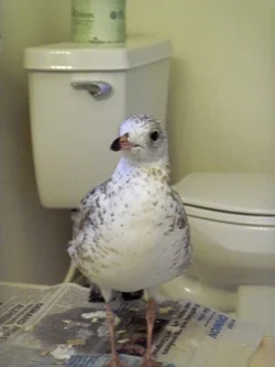 This is Sully. How he came to be in this motel bathroom is revealed on my blog. http://grorby.blogspot.com