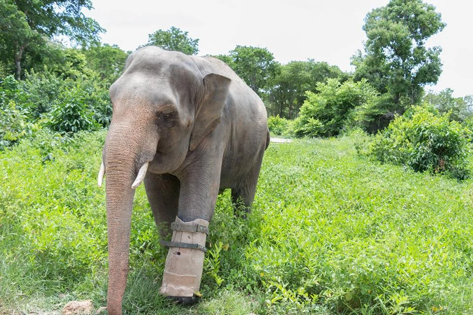 elephant-missing-leg.jpg