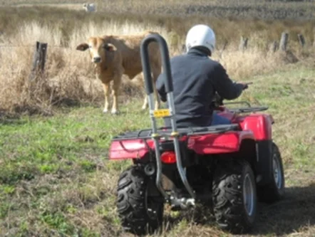 quad-cow.jpg