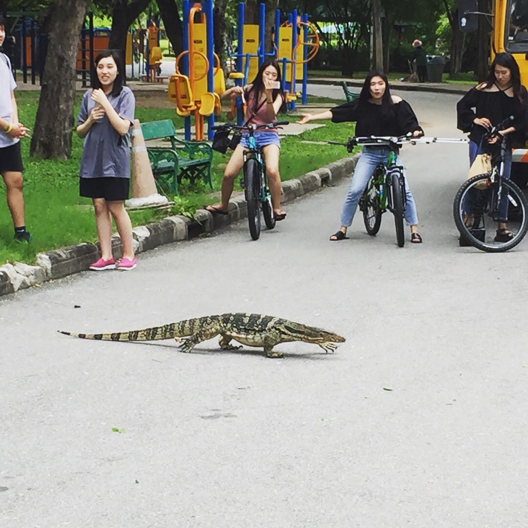 Monitor dragon crossing the bike path at Lumpini Park.