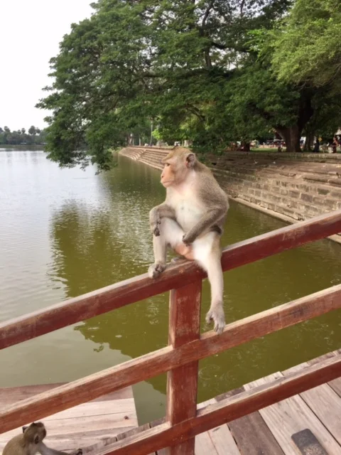 Inappropriate macaque on the bridge outside of Angkor Wat.