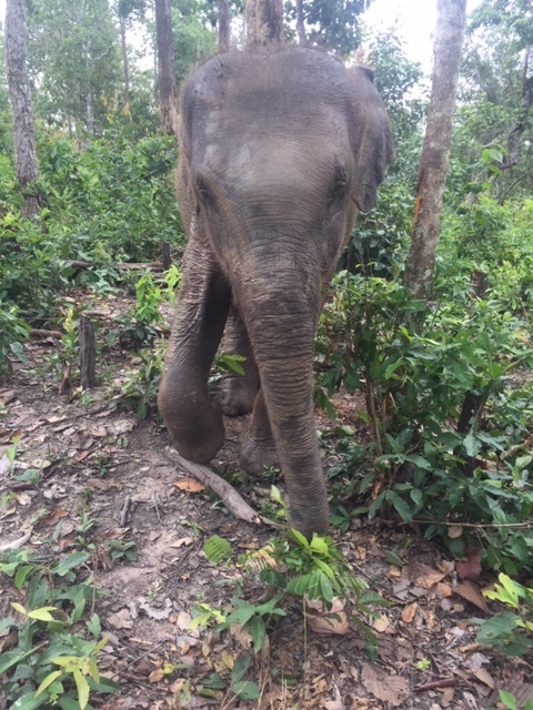 This female liked to do her own thing and stroll at her own pace -- Ashlee's pal for the day.
