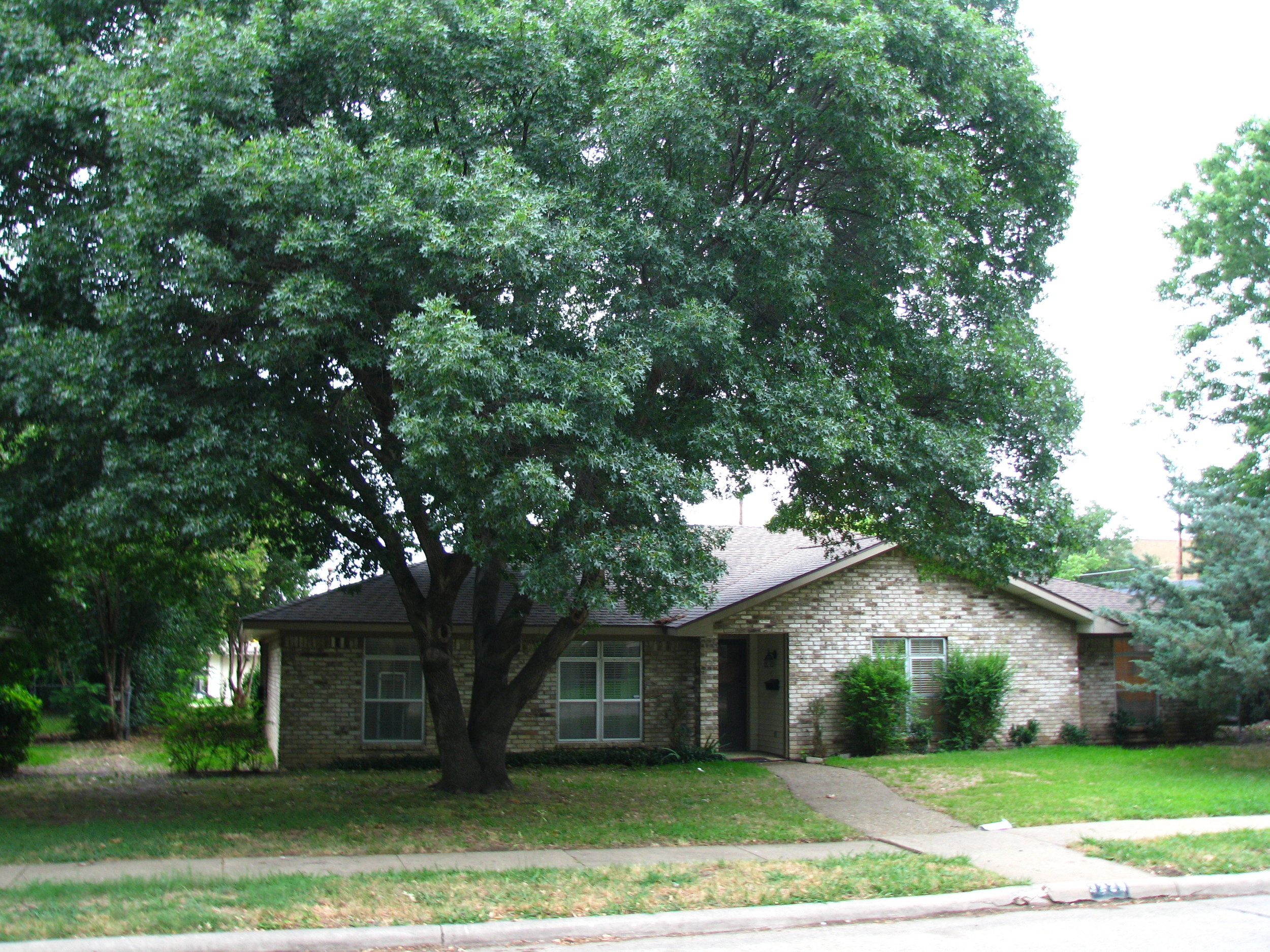 Fornt Yard on Treel Lined Street.JPG