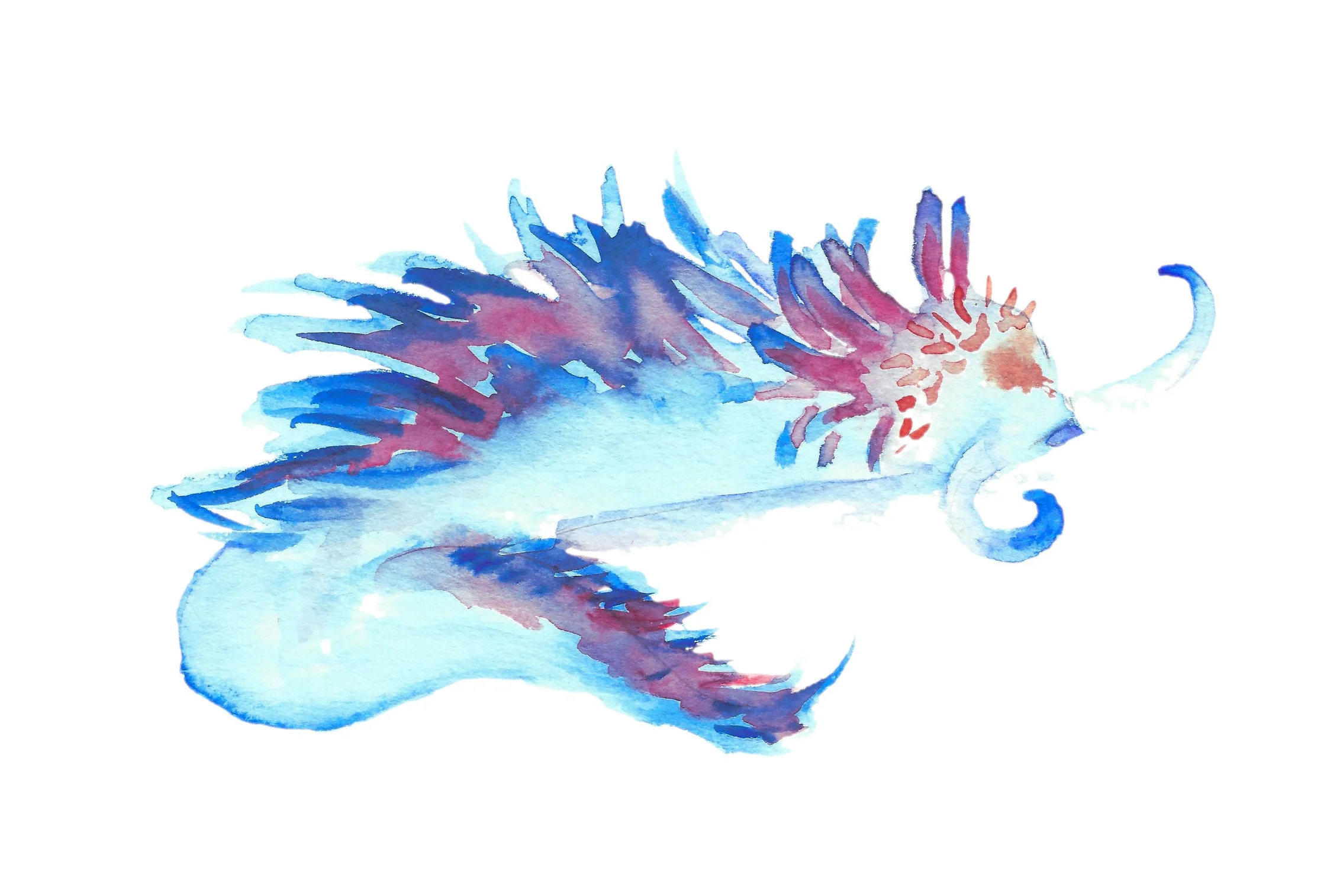 Nudibranch+1+Edit_Transparent.jpg