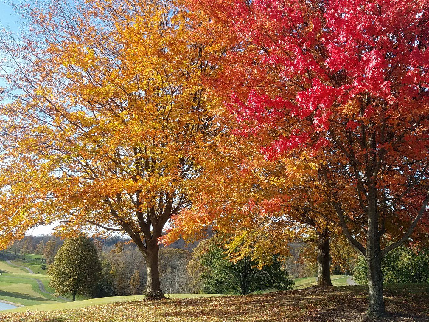 Devou Park Fall Morning.jpg