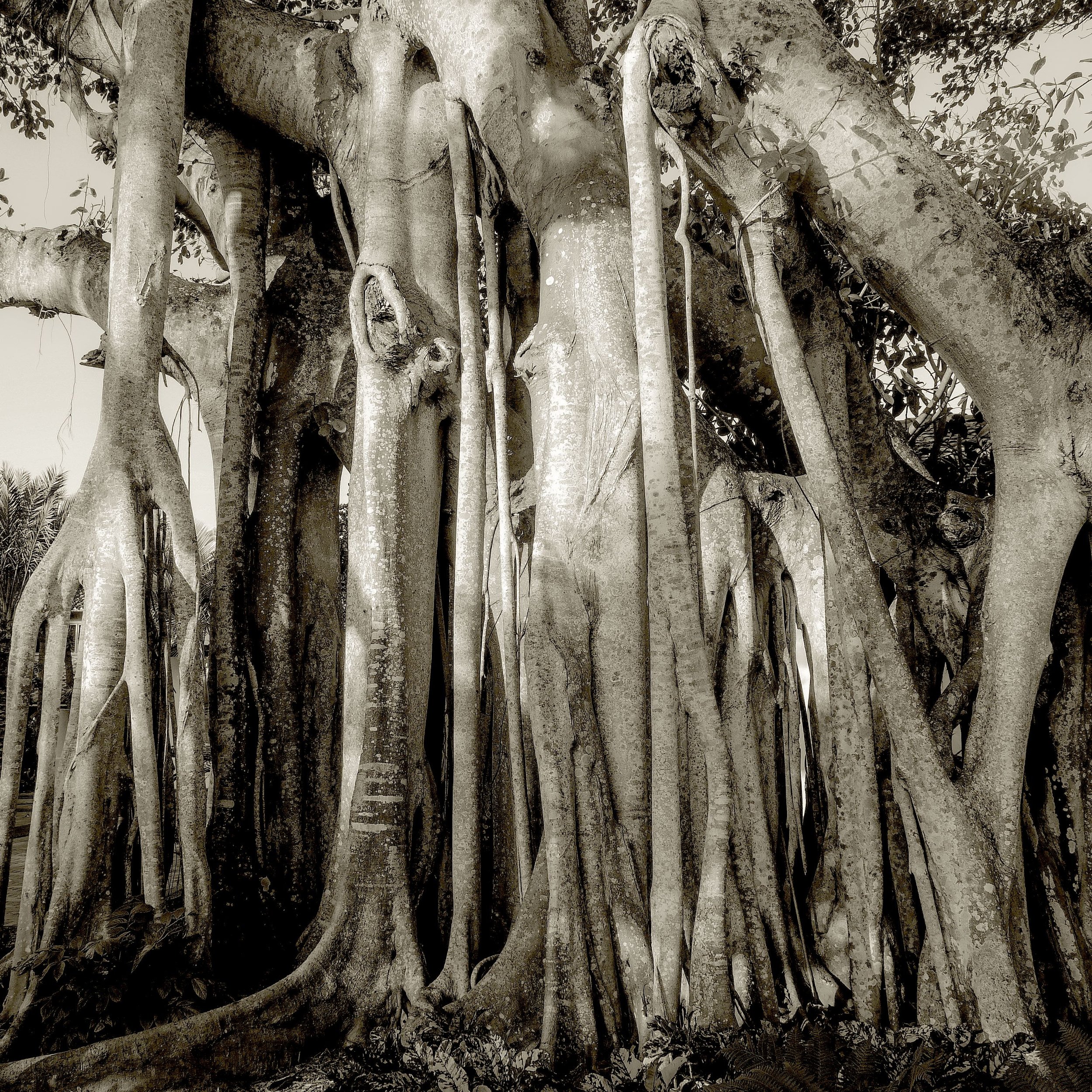 Banyan Tree, Boca Grande, FL