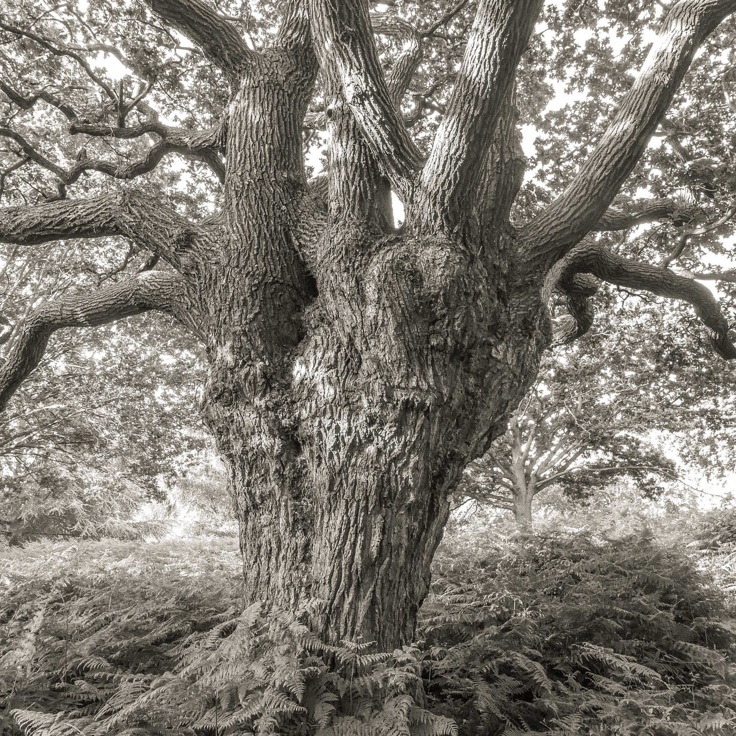 Oak, Richmond, UK