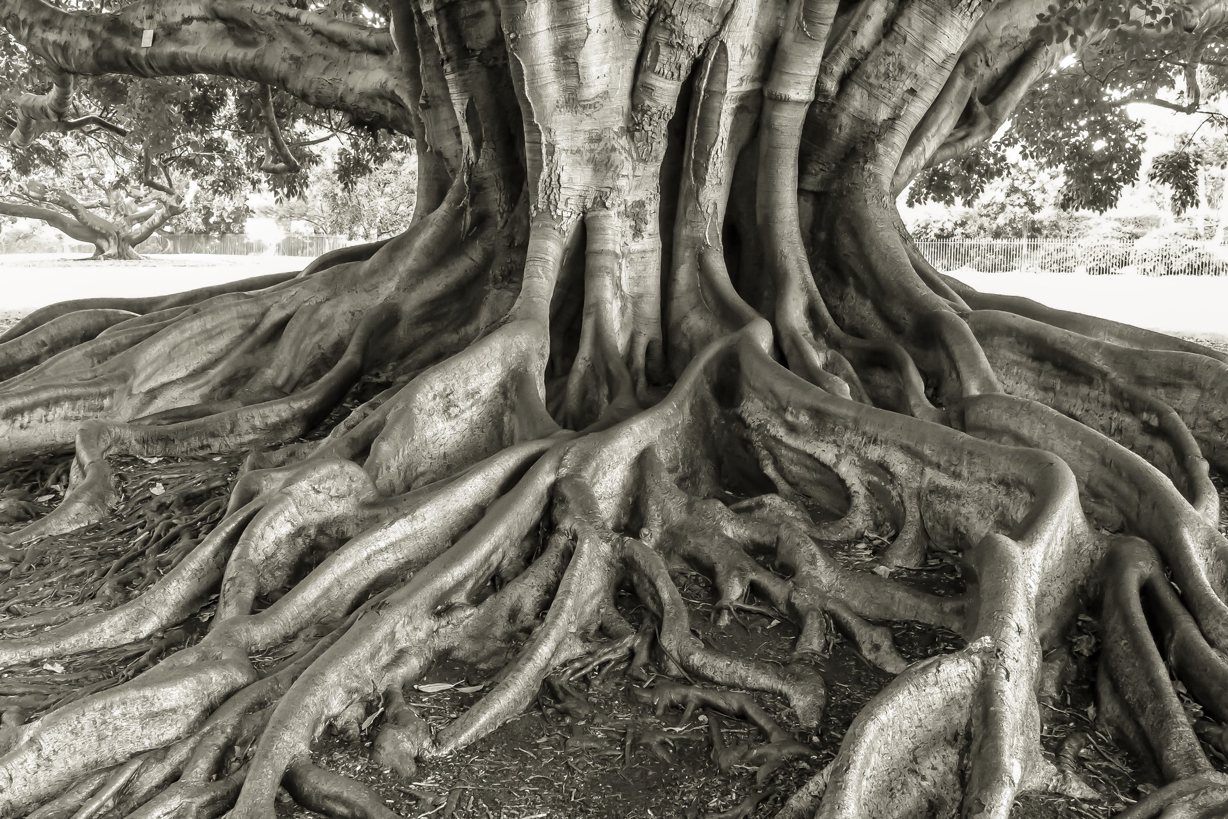 Moreton Bay Fig, Sydney, Australia