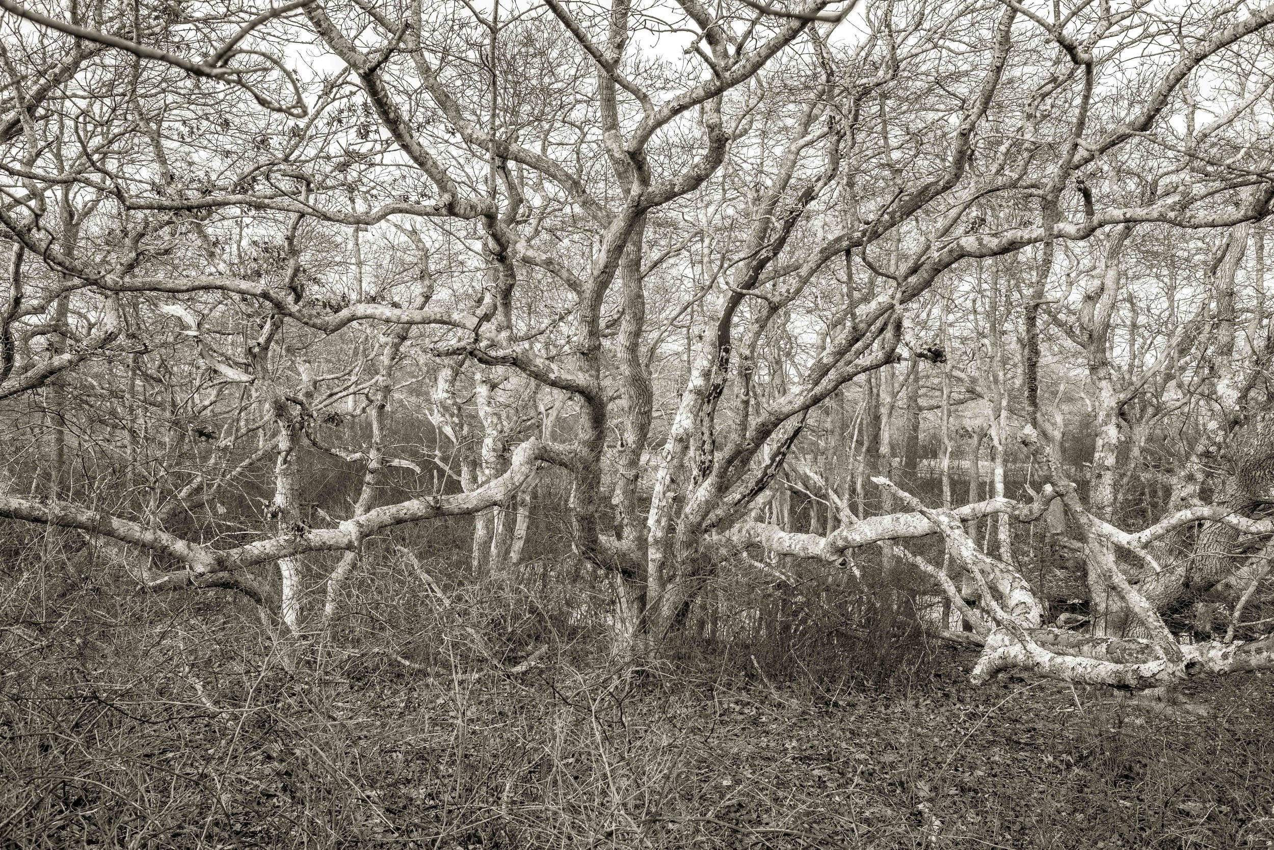 Russian Olive, Nantucket, MA