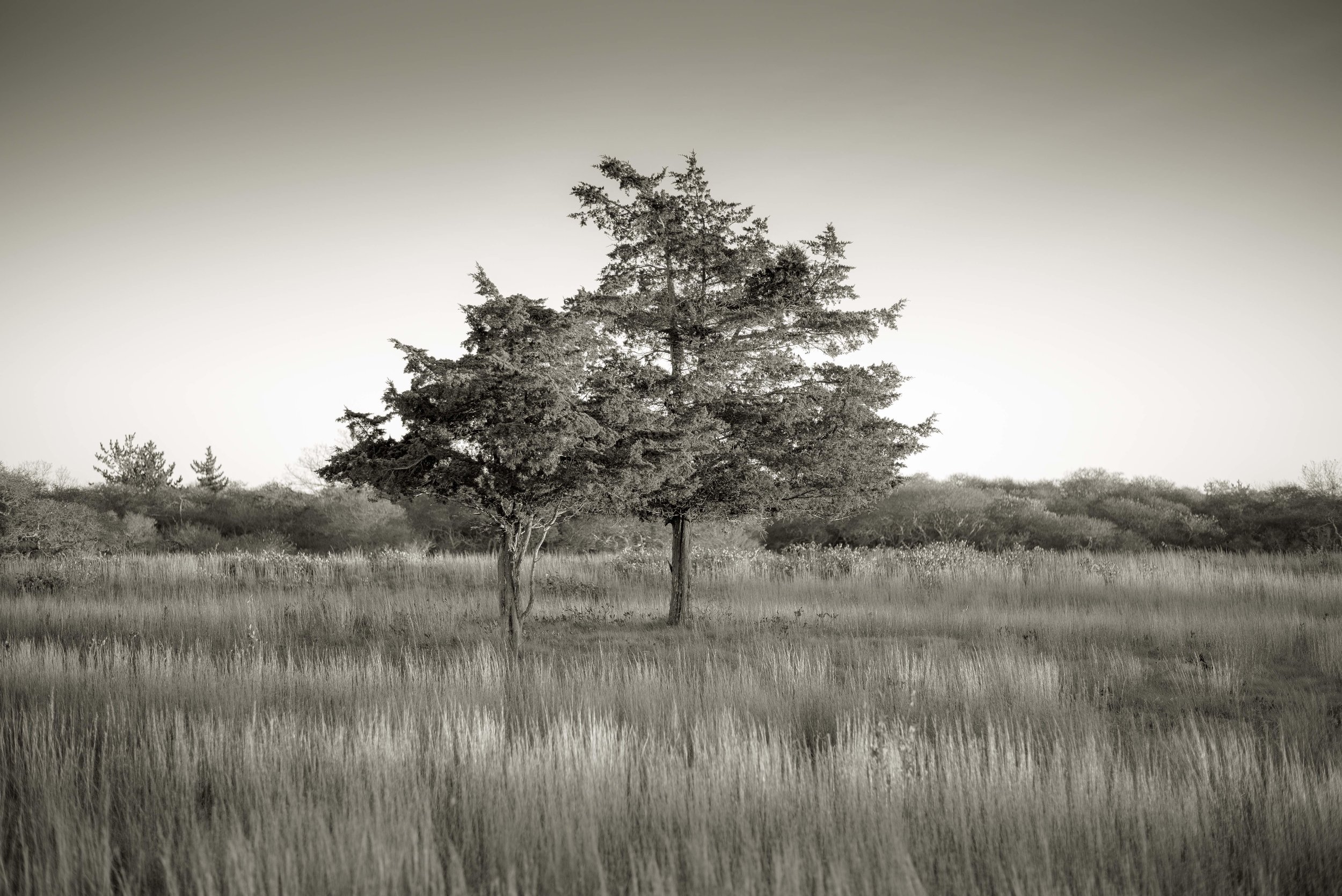 Cypress, Nantucket, MA