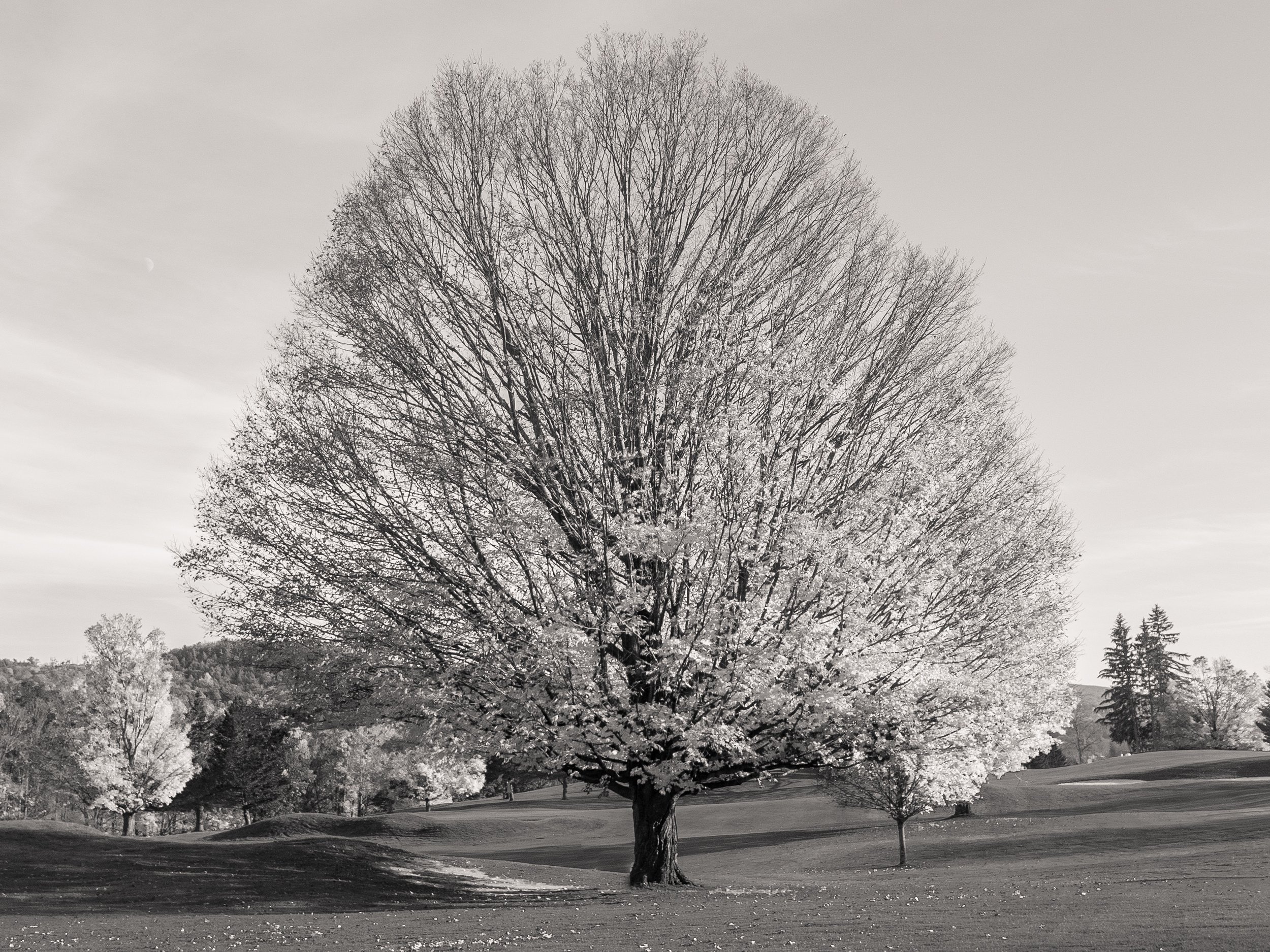 Sugar Maple, Cooperstown, NY