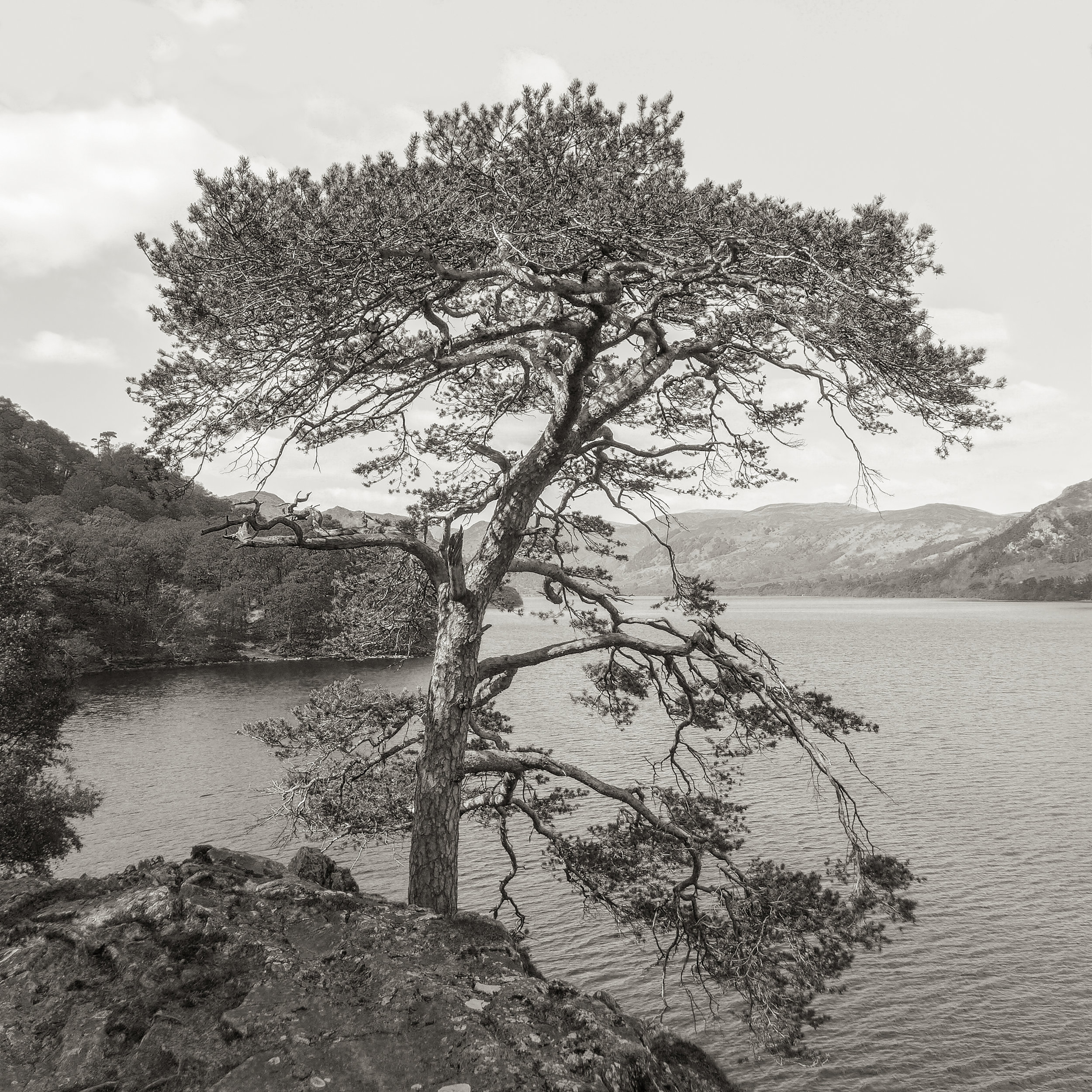 Cypress, Lake District, UK