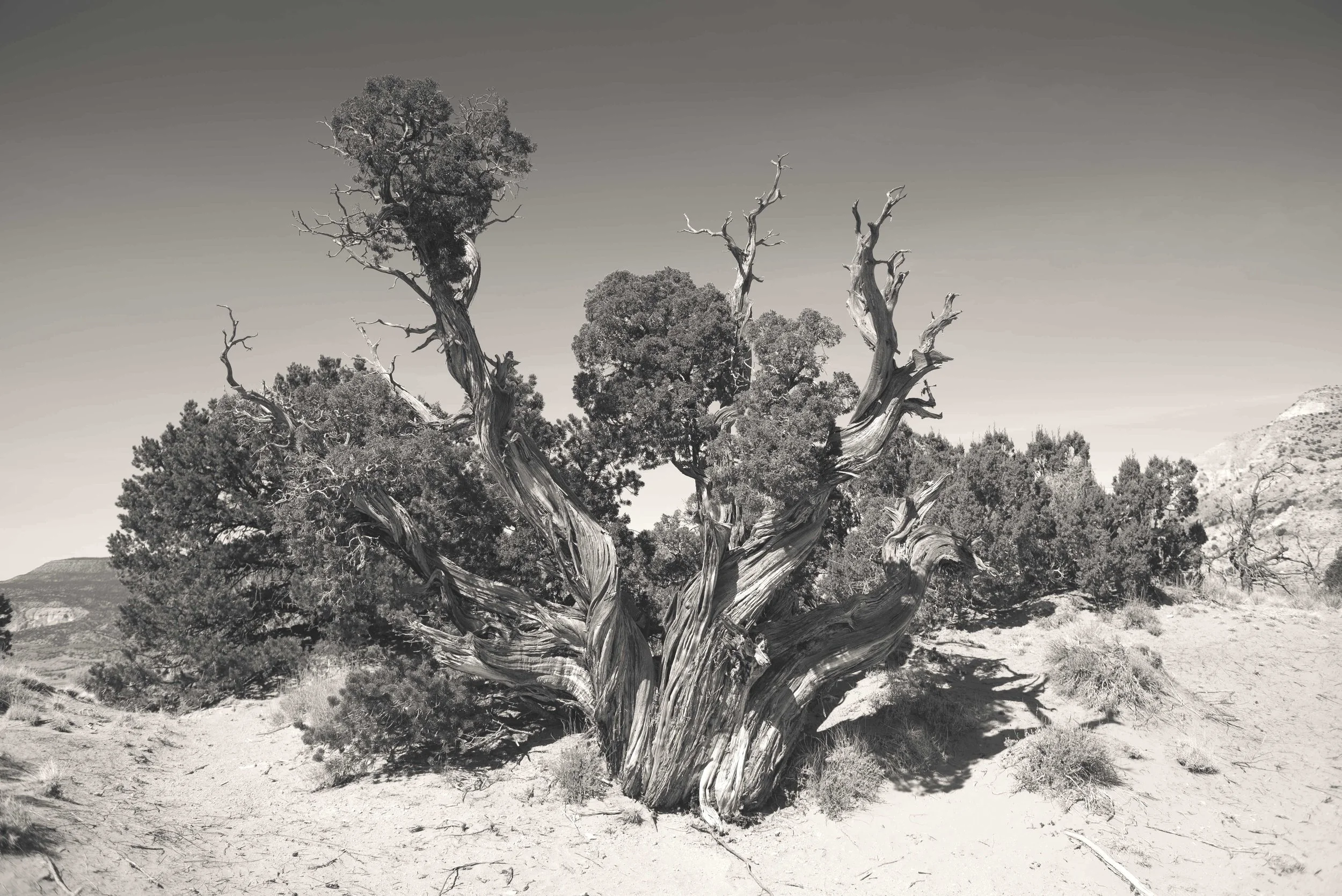 Cypress, Abiquiu, NM