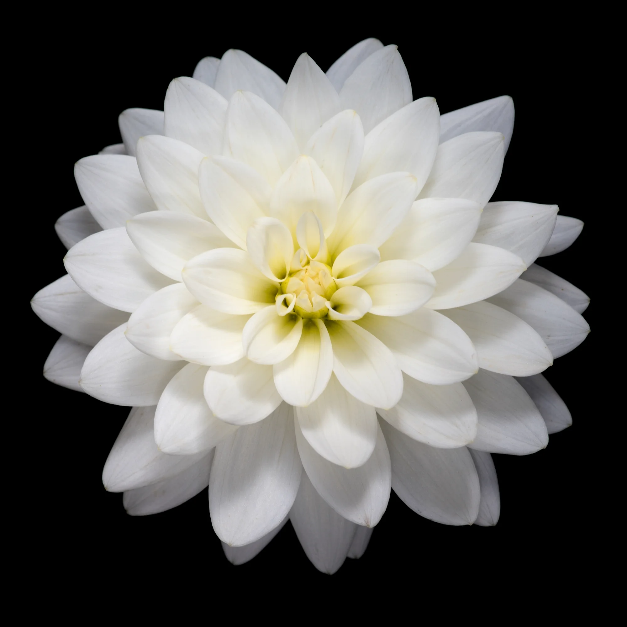 Dahlia I