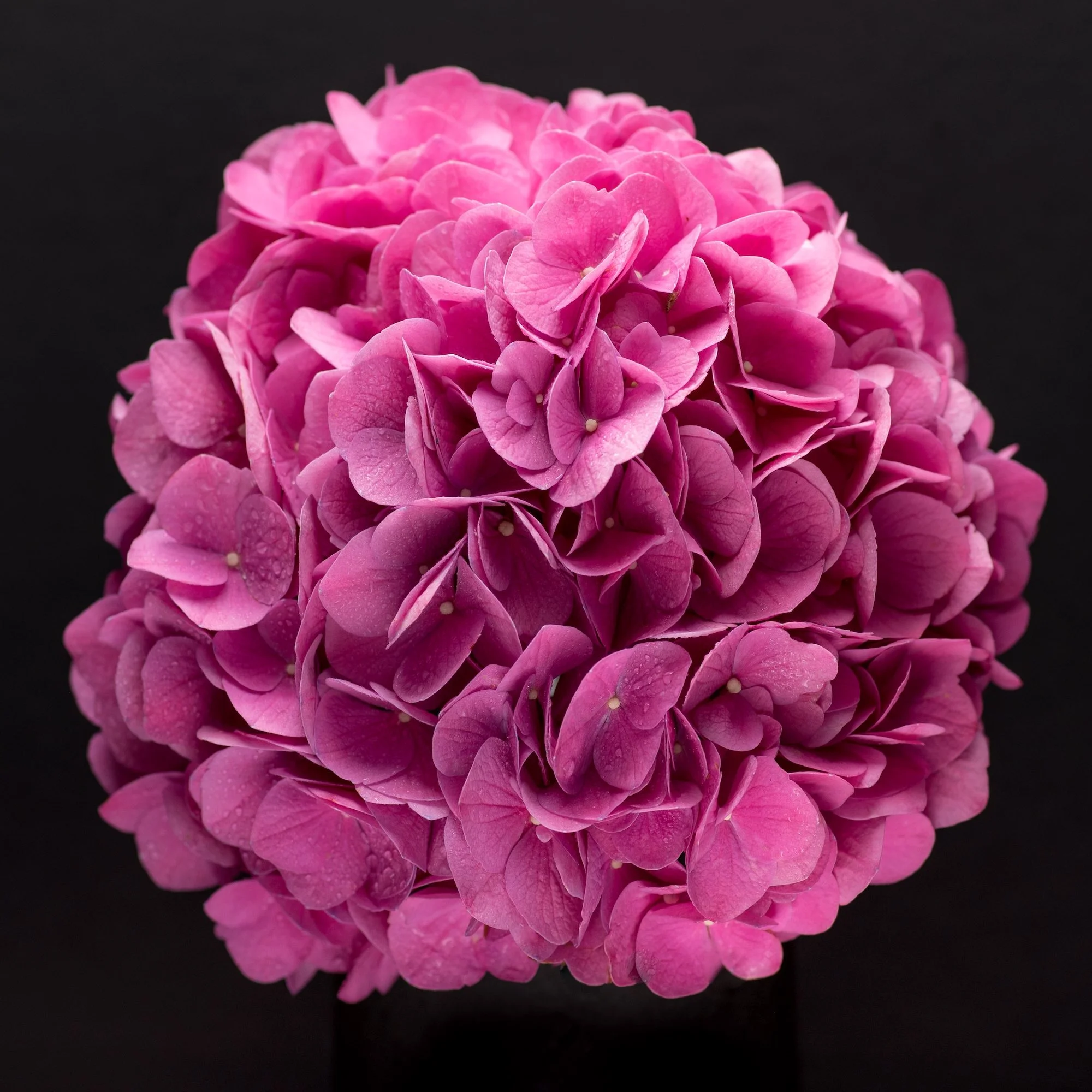 Hydrangea IV