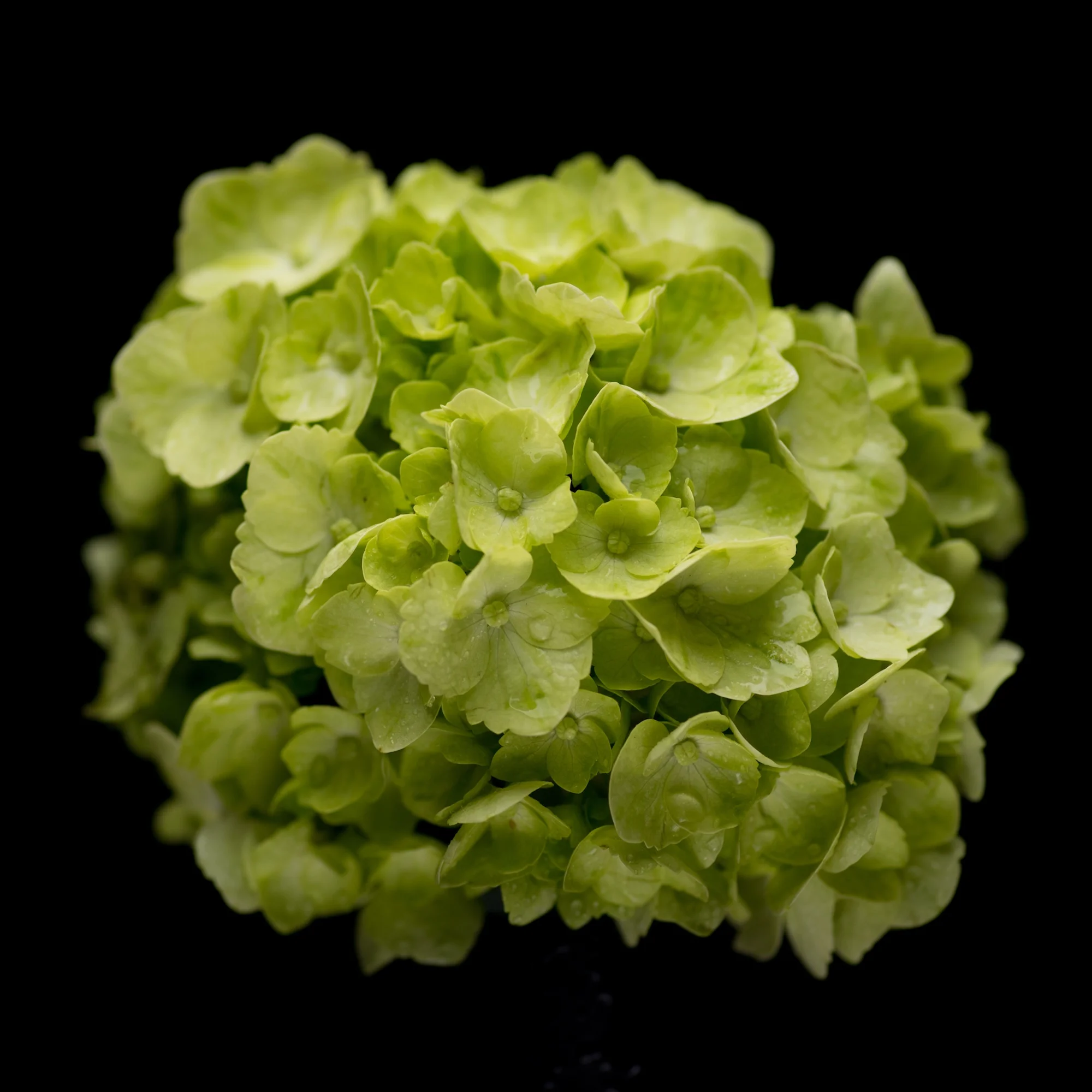 Hydrangea 5